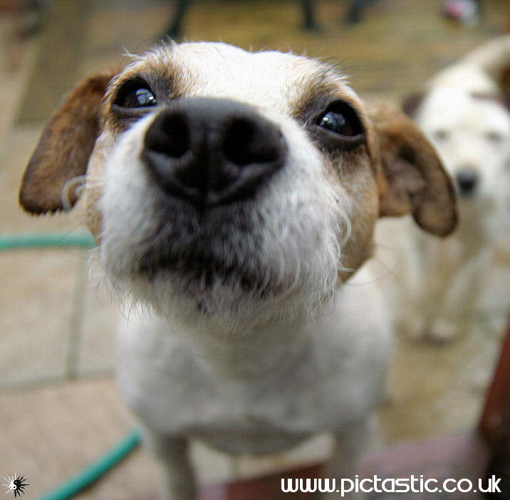 Paige - Jack Russell terrier photographs