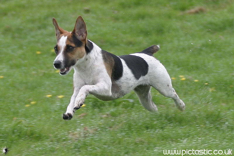 Jack Russell dog in action - photos Of Jack Russells