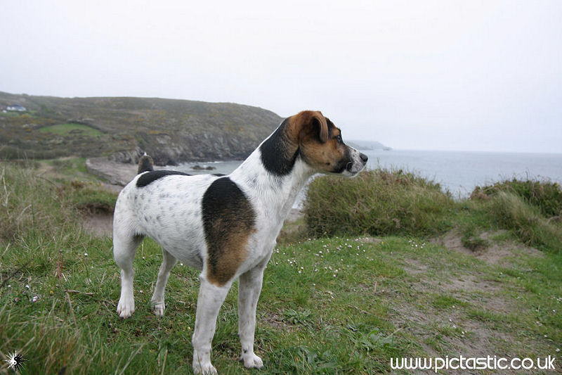 Jack Russell Dog photographs, Dogs on Beaches