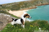 Jack Russell photos -  Porthcurno Beach in Cornwall