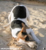 Jack Russell Dog Playing in the Sand