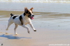 Photos of Dogs on the Beach