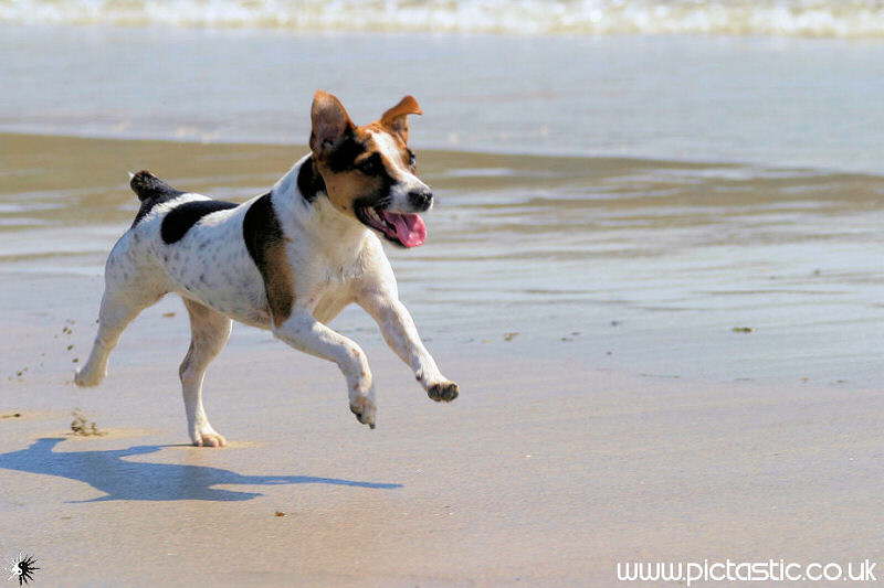 Photos of Dogs on the Beach