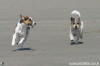 Photos Of Dogs on the Beach