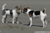 Puppy Love - Photos of dogs on the beach