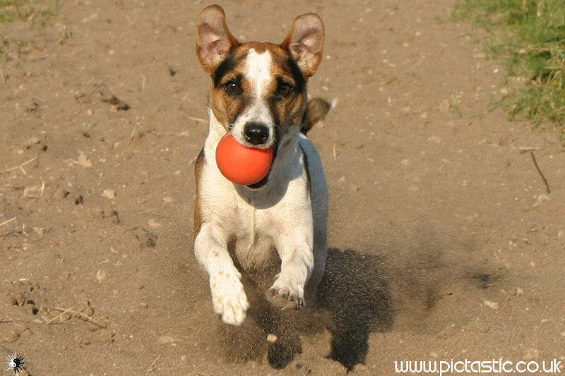 Jack Russell playing with Ball - dog photos