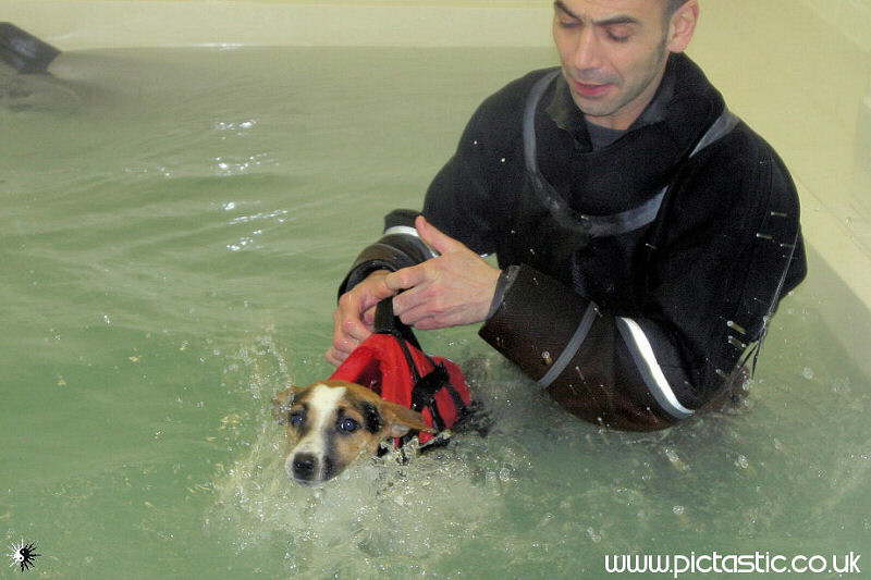 Dog Hydrotherapy photographs