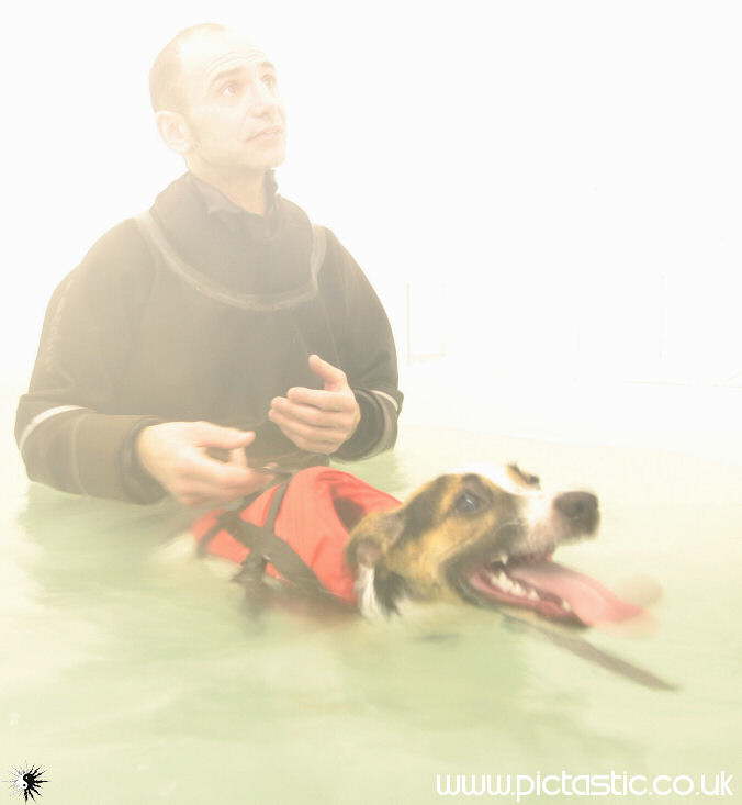 Photo of Dog Swimming