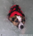 Jack Russell Dog Swimming - Dog Photographs