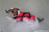 Hydrotherapy Treatment for dogs photos