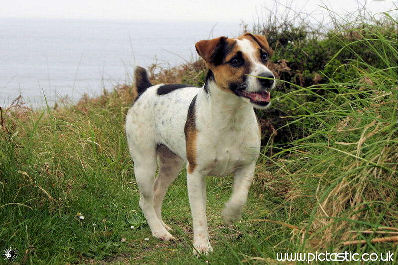 Photos of Hunting Dogs - Jack Russell photographs