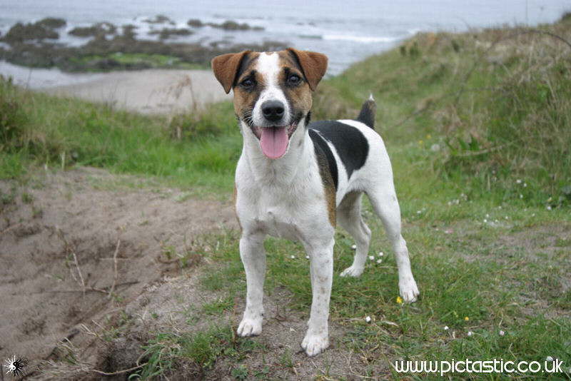 Photos of Dogs on Holiday