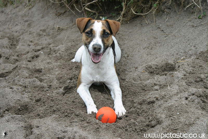 Terrier dogs playing photographs of Jack Russell's on the beach