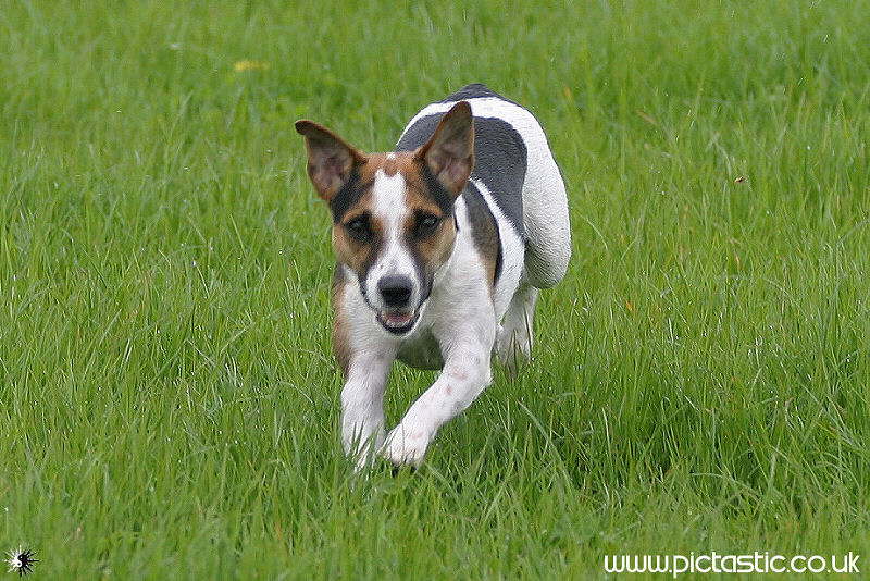 Dog running through a Field