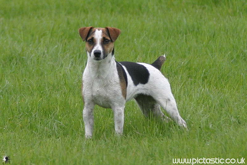 Photographs of Hunting Dogs - Guard Dog Penny