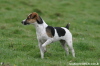 Photos of Hunting Dogs - Jack Russell Penny