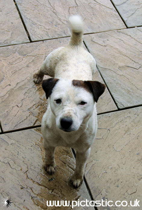 Blade Jack Russell Pedigree dog photos