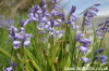 Wild Bluebells in the british Summer