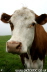 Photograph of a Dairy Cow