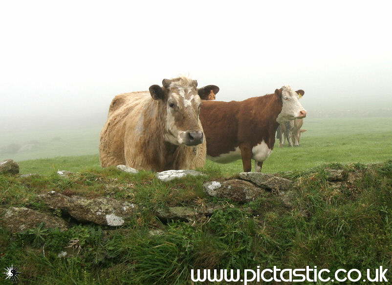 Photo of some  Cows in a misty field