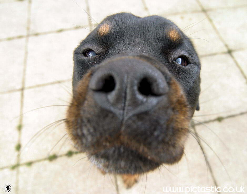 Photo of a Nosy Doberman Dog