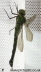 Photograph of a Dragonfly