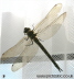 Dragonfly photos