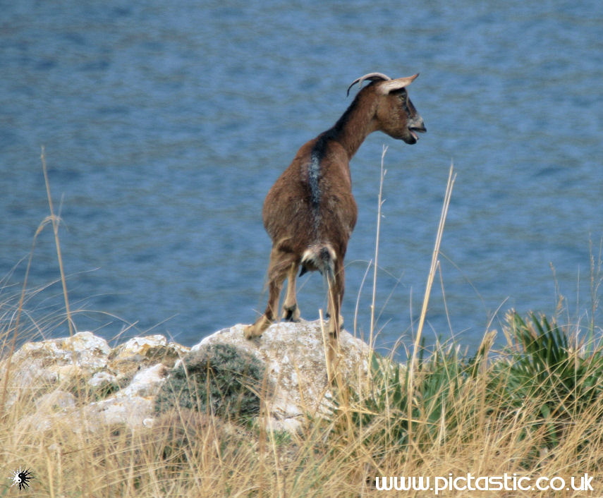 Mountain Goat in Formentor