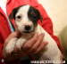 Photos of Jack russell puppies