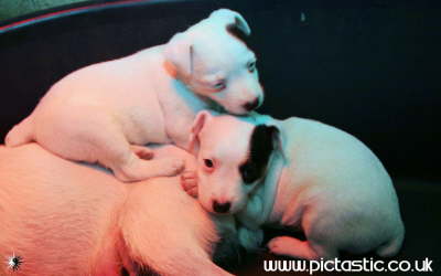 Photographs of Some Jack Russell Pups with their mother