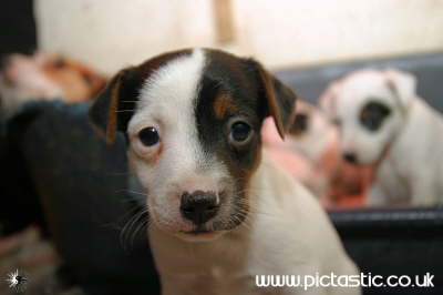 Photographs of some curious puppies