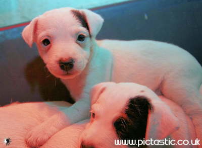 Photo of a white Jack Russell puppy