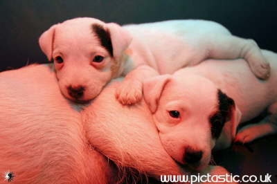 Photographs of Terrier puppies