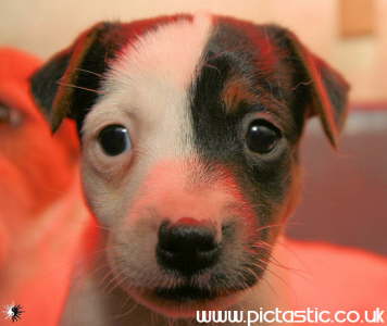 Photographs of small puppies