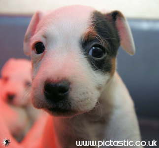 Photos of 6 week old terrier pups