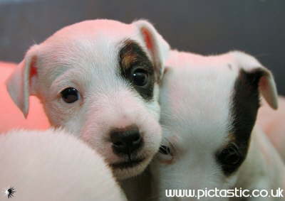 Jack russell dog Photographs