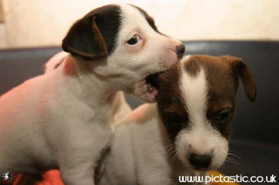 Playful Jack Russell Puppy photos