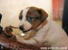 Photo of a dog playing with a shoe