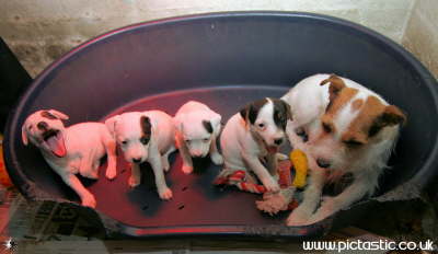 photo of A litter of Jack Russell pups