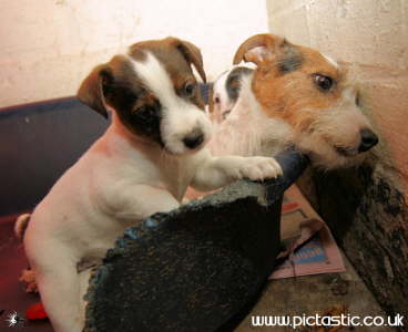 Photo of a young terrier pup with its mother