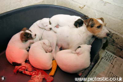 Photographs of puppies asleep