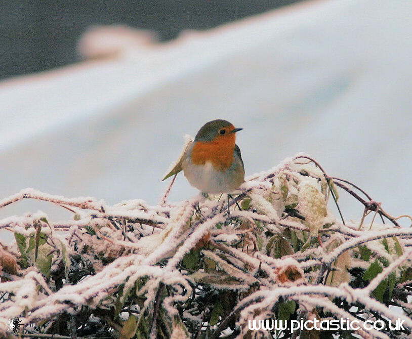 Photograph of a small robin in Winter