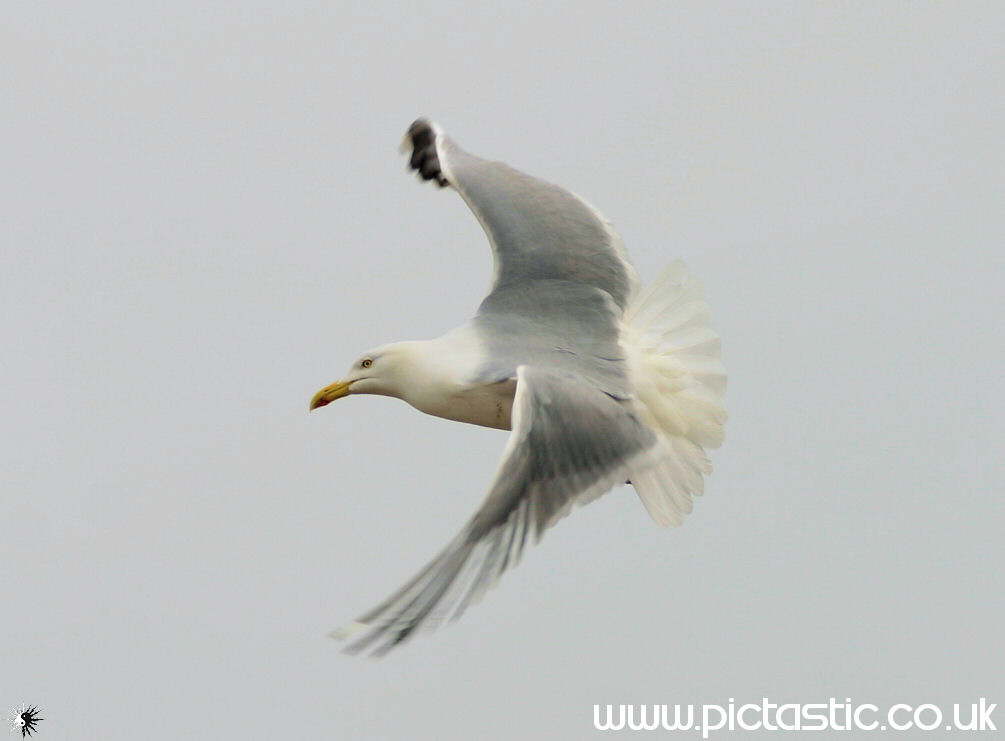 Photographs of Seagulls, Seagull photography