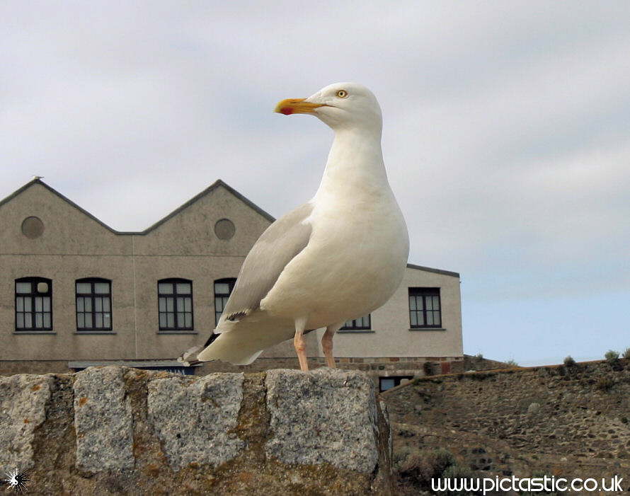 photo of a Seagull on the wall in St Ives