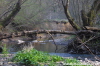 Photograph of a woodland scene in the Wyre Forest